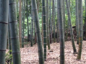 竹藪
