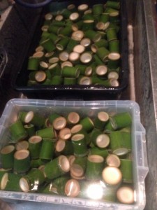 青竹のおちょこ