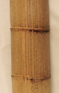 京銘竹　胡麻竹