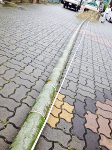 ディスプレイの竹