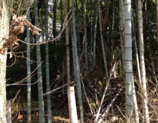京都の竹林・竹藪の伐採・整備、お任せください。