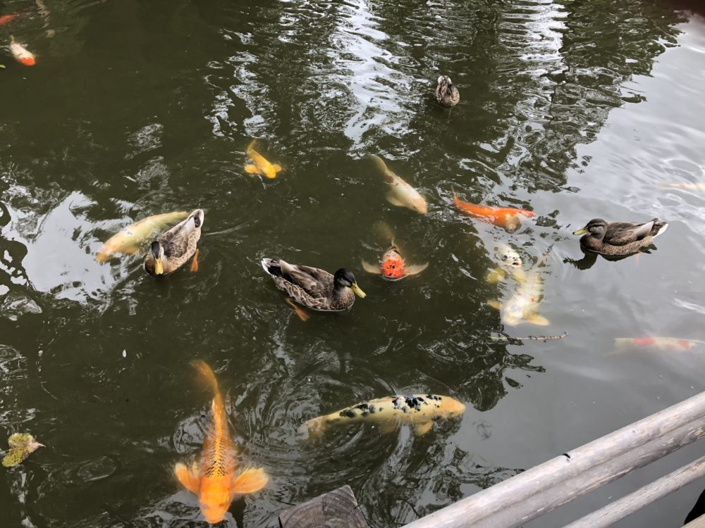 andersonjapanesegardens