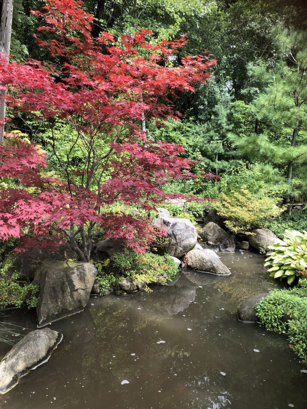 andersonjapanesegardens