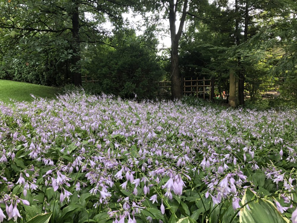 andersonjapanesegardens