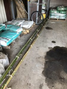 missouribotanicalgarden竹