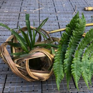 missouribotanicalgarden実演風景