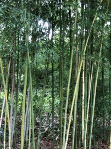 missouribotanicalgarden