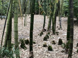 アメリカ森上庭園竹垣morikamijapanesegarden