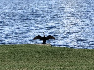 アメリカ森上庭園竹垣morikamijapanesegarden