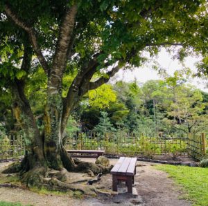 アメリカ森上庭園竹垣morikamijapanesegarden