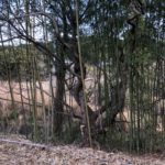 竹垣&竹編みの竹工芸ワークショップにチャレンジ