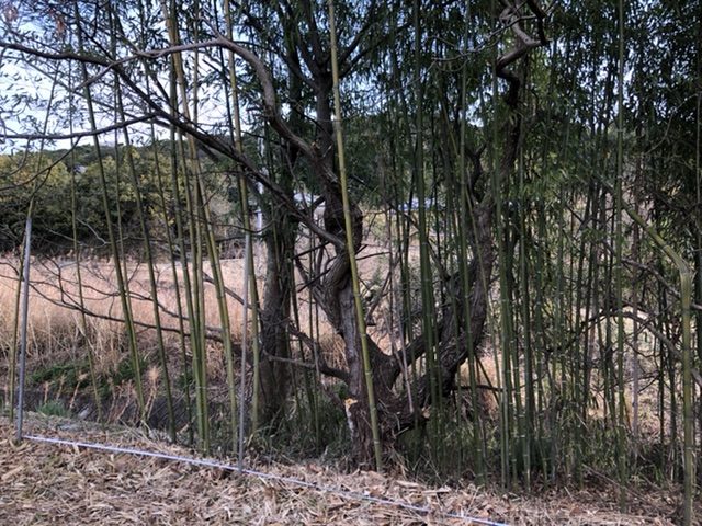 竹垣&竹編みの竹工芸ワークショップにチャレンジ