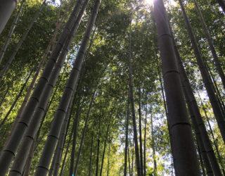 竹林（竹藪）管理します。