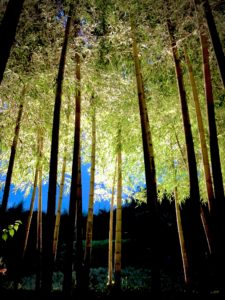 みんなの想火2020竹あかり