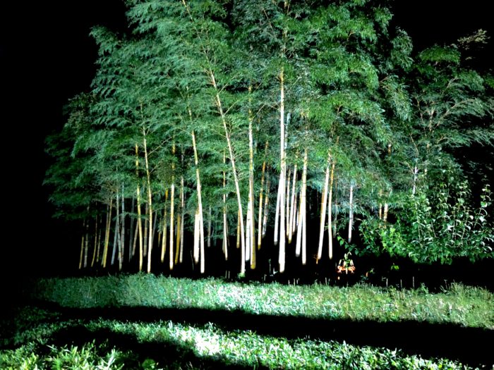 みんなの想火2020竹あかり