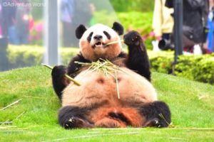 パンダバンブーリングプロジェクト