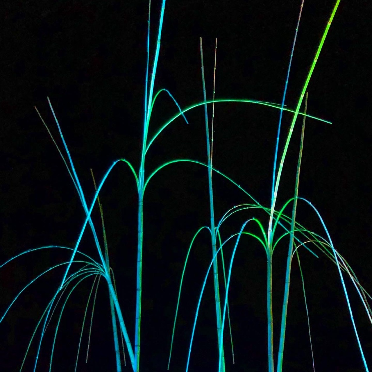 亀岡　竹のイルミネーション