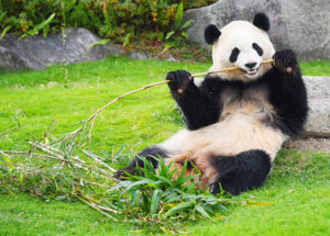 パンダバンブーリングワークショップ