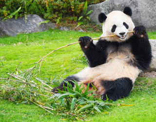 【イベント情報】10/29「パンダバンブーリング」ワークショップ＠白良荘グランドホテル