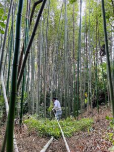 天然青竹の七夕の笹