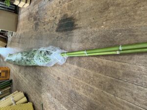 天然青竹の七夕の笹