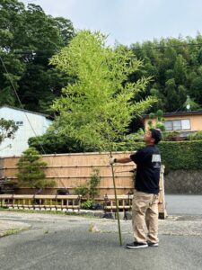 天然青竹の七夕の笹